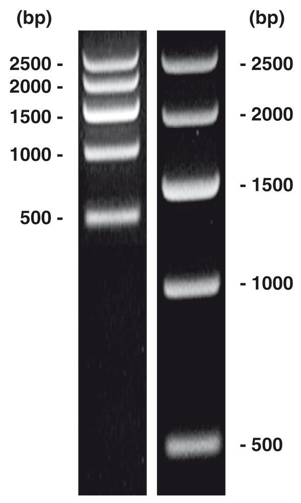 DNA-Marker short-run 1, DNA-ladder (lyophil.), 50 µg, plastic - Luminix Health