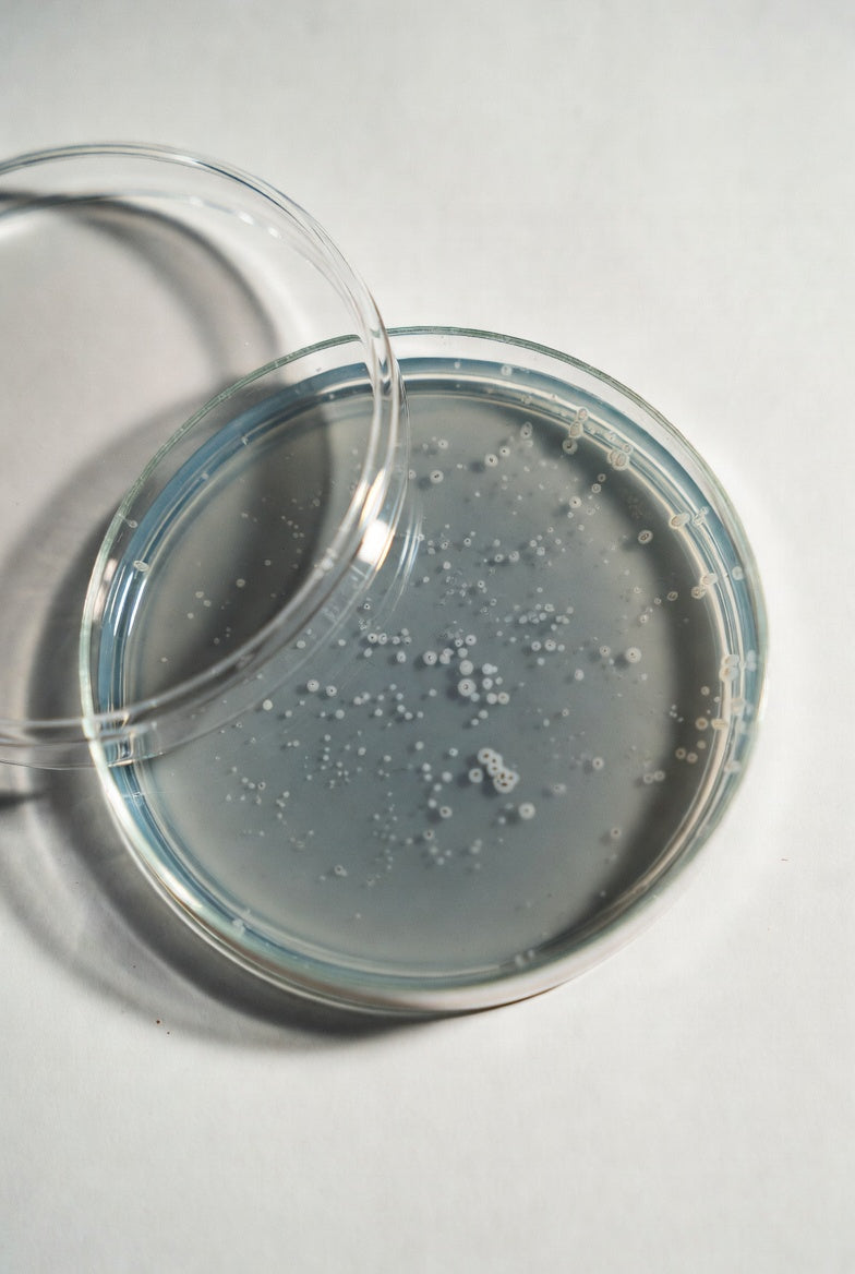 MRS Agar pH 5.7, ISO 15214, ISO 11133, for microbiology, 500 g, plastic - Luminix Health