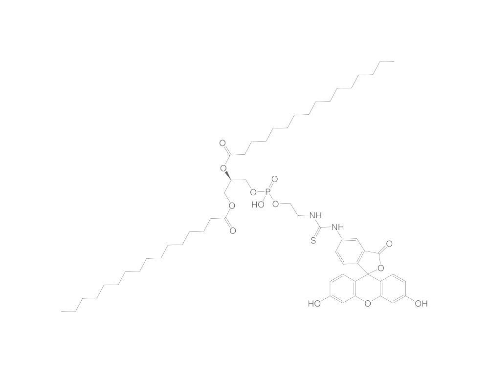 Fluorescein-dipalmitoylphosphatidylethan, olamine triethylammonium salt, 2 mg - Luminix Health
