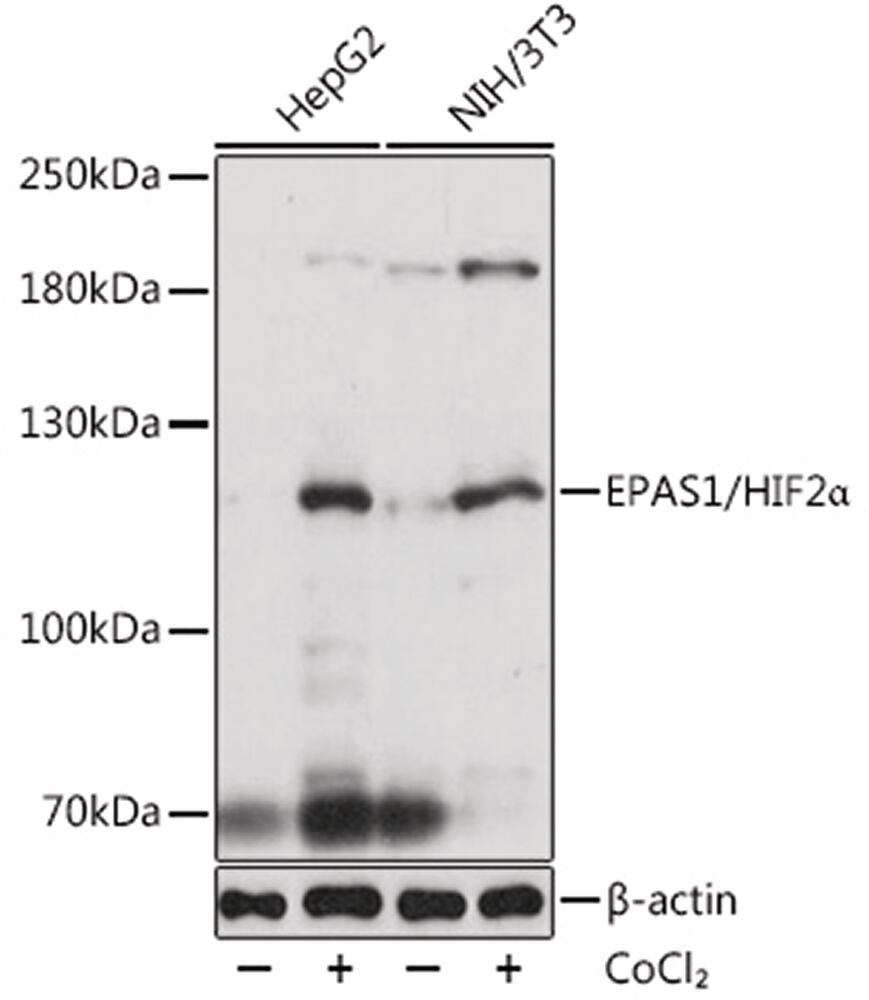 Anti-HIF-2 alpha Antibody, 100 µl - Luminix Health