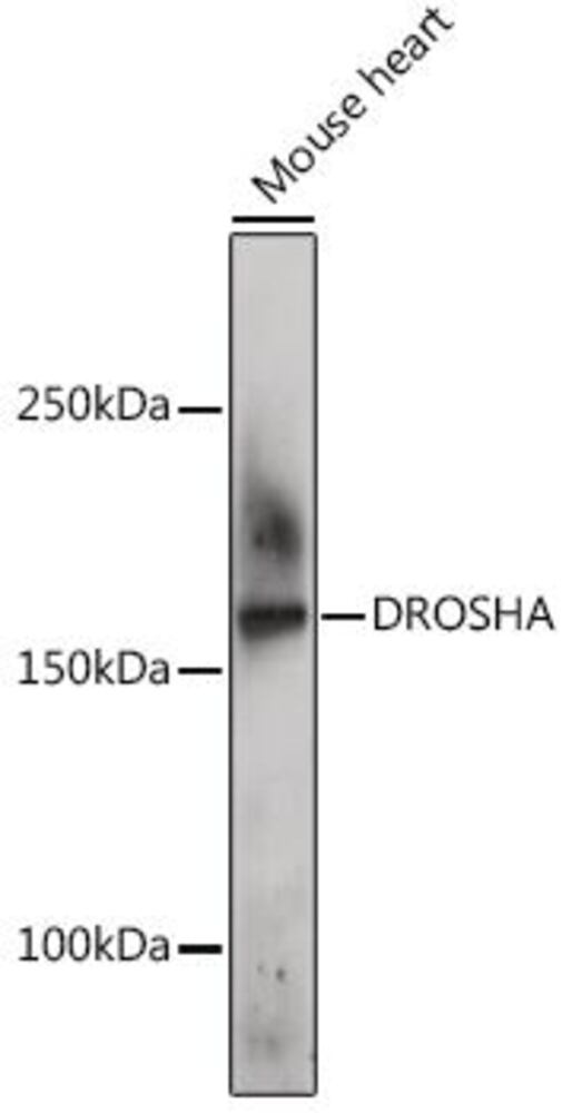 Anti-Drosha Antibody, 100 µl - Luminix Health