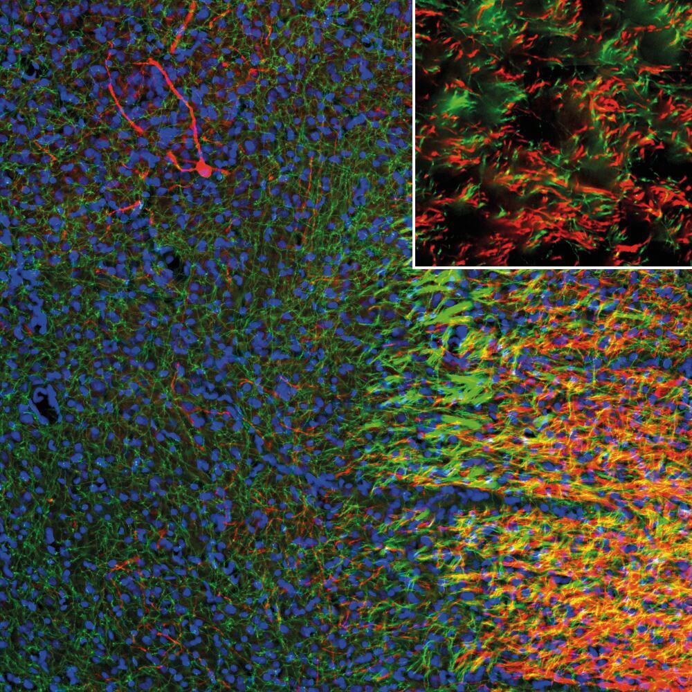 Anti-SERT Antibody, 50 µl - Luminix Health