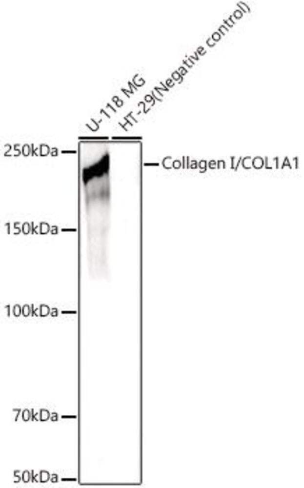 Anti-Collagen I Antibody, Density (D) 1 g/cm³, Storage temp. +4 °C - Luminix Health