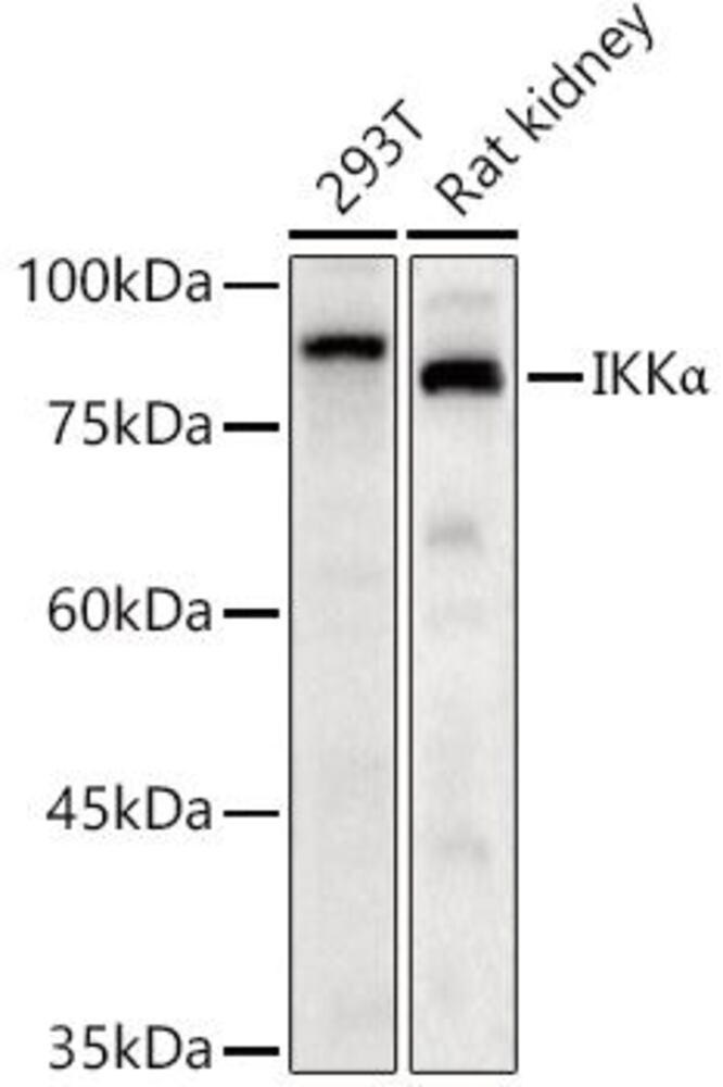 Anti-IKK alpha Antibody, 100 µl - Luminix Health