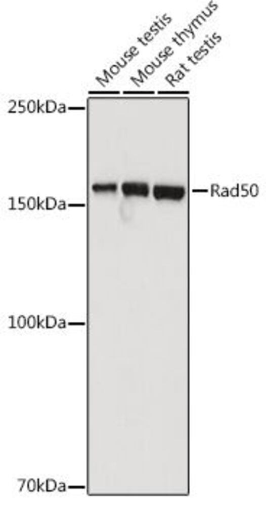Anti-Rad50 Antibody, 100 µl - Luminix Health
