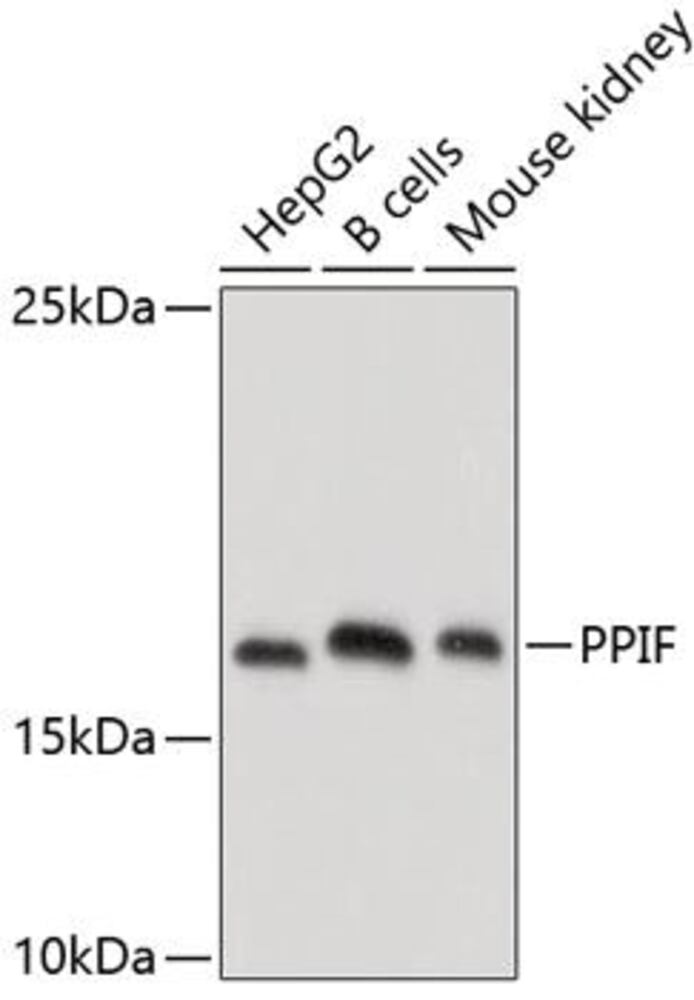Anti-Cyclophilin F Antibody, 100 µl - Luminix Health