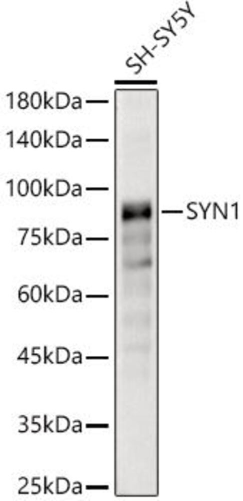 Anti-Synapsin I Antibody, 100 µl - Luminix Health