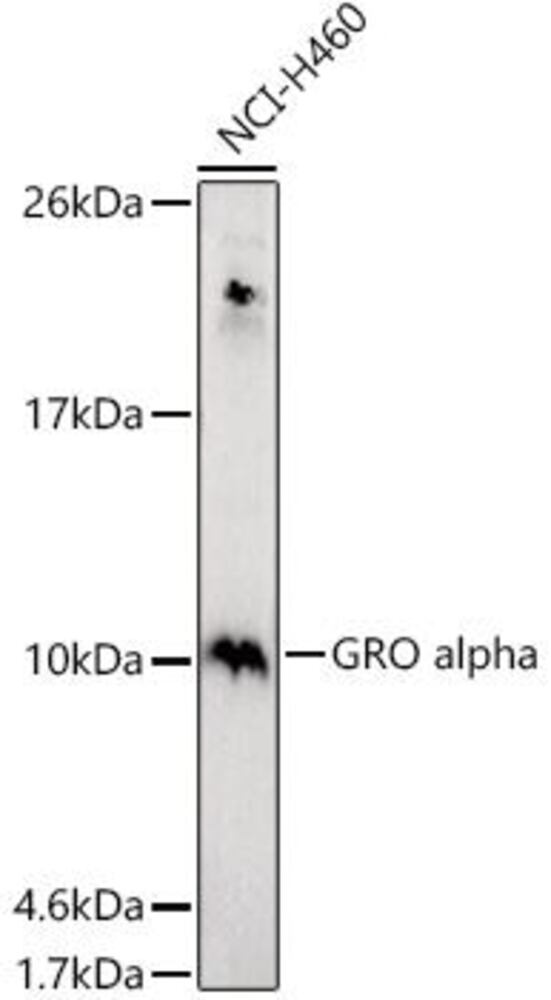 Anti-CXCL1 / GRO alpha Antibody, 100 µl - Luminix Health