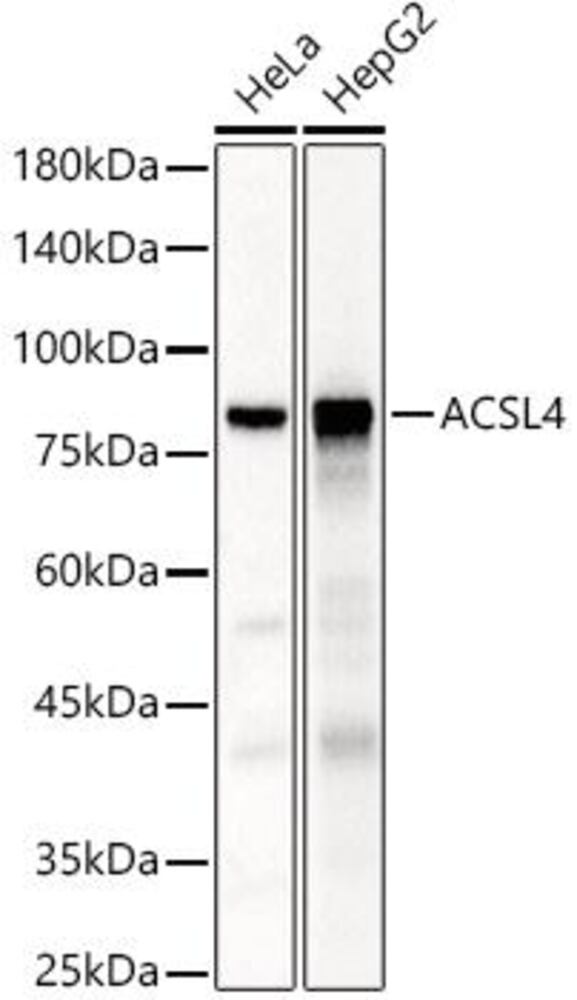 Anti-FACL4 Antibody, 100 µl - Luminix Health
