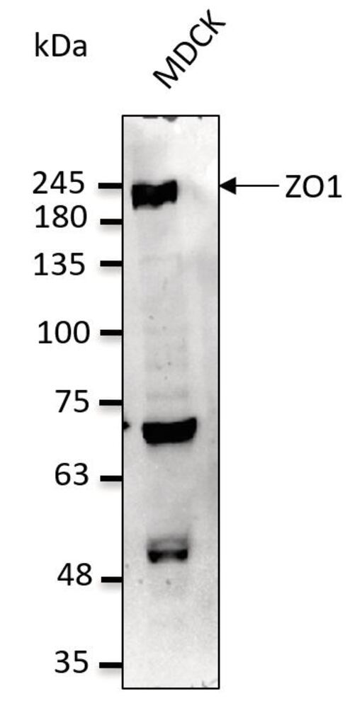 Anti-ZO1 Antibody, 600 µg - Luminix Health