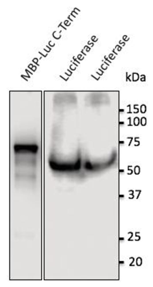 Anti-Luciferase Antibody, 600 µg - Luminix Health