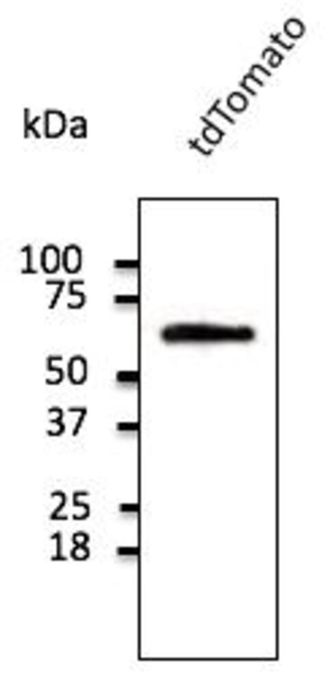Anti-tdTomato Antibody, 600 µg - Luminix Health