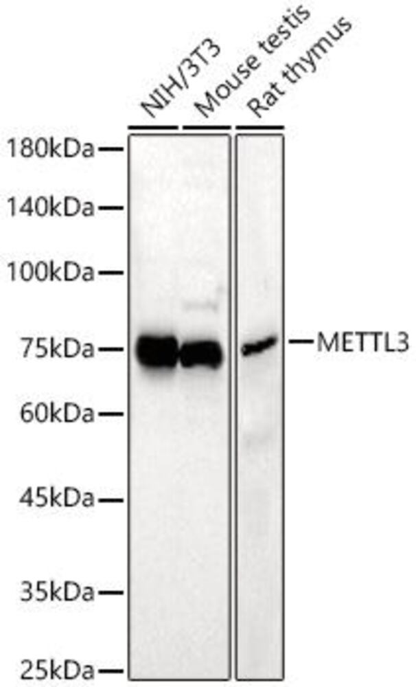 Anti-METTL3 Antibody, 100 µl - Luminix Health
