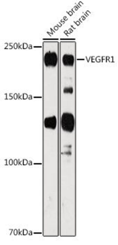 Anti-VEGF Receptor 1 Antibody, Density (D) 1 g/cm³, Storage temp. +4 °C - Luminix Health