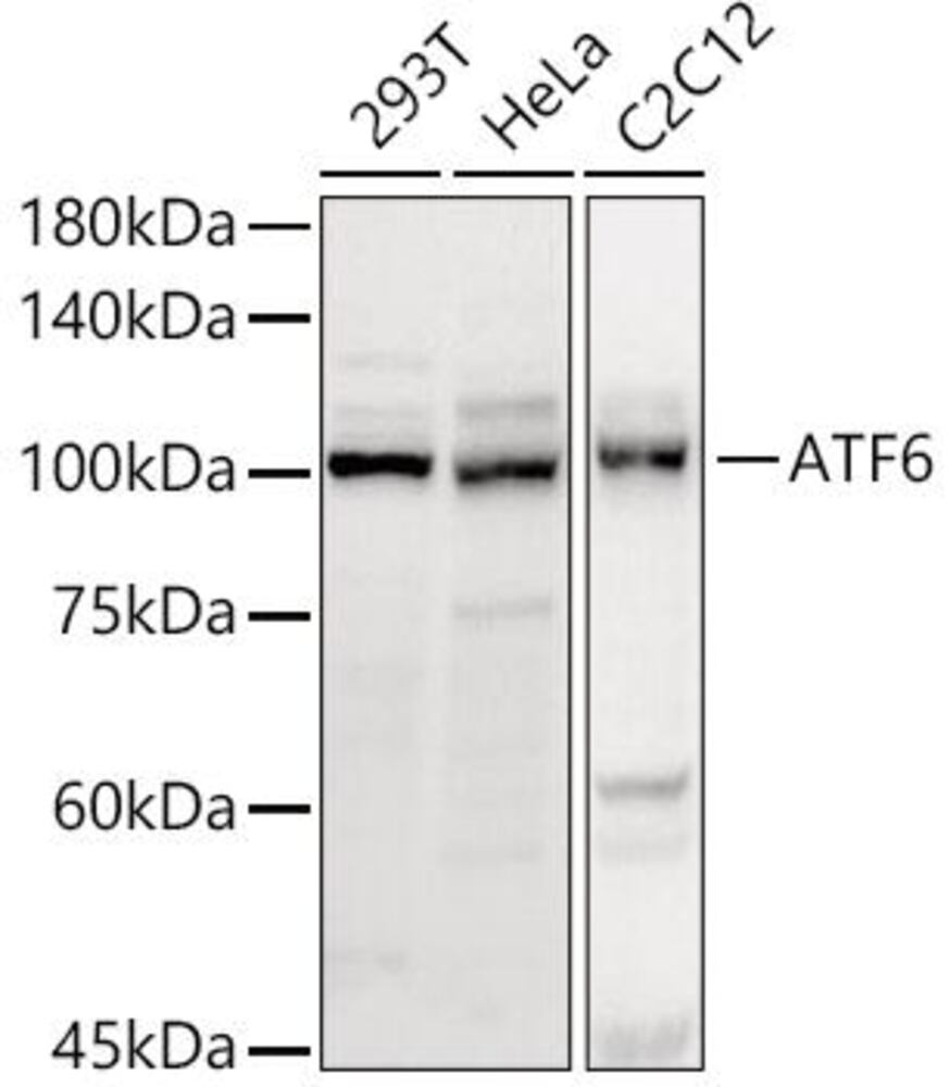 Anti-ATF6 Antibody, 100 µl - Luminix Health
