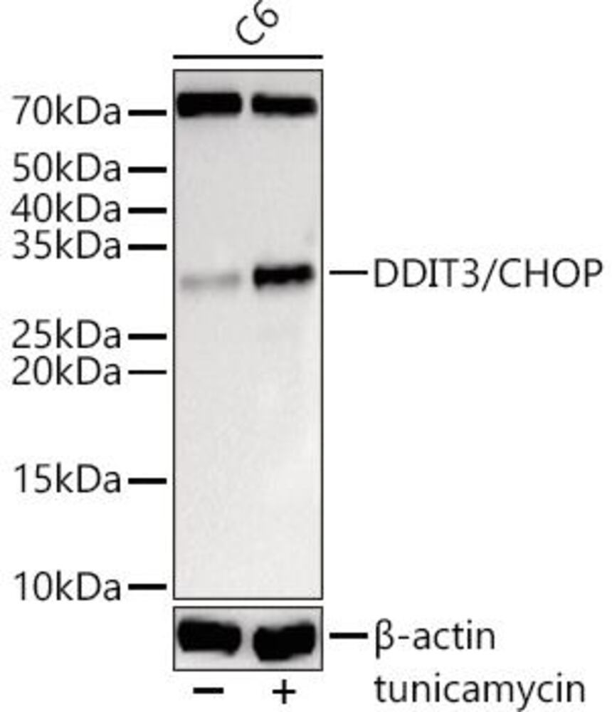 Anti-DDIT3 Antibody, 100 µl - Luminix Health