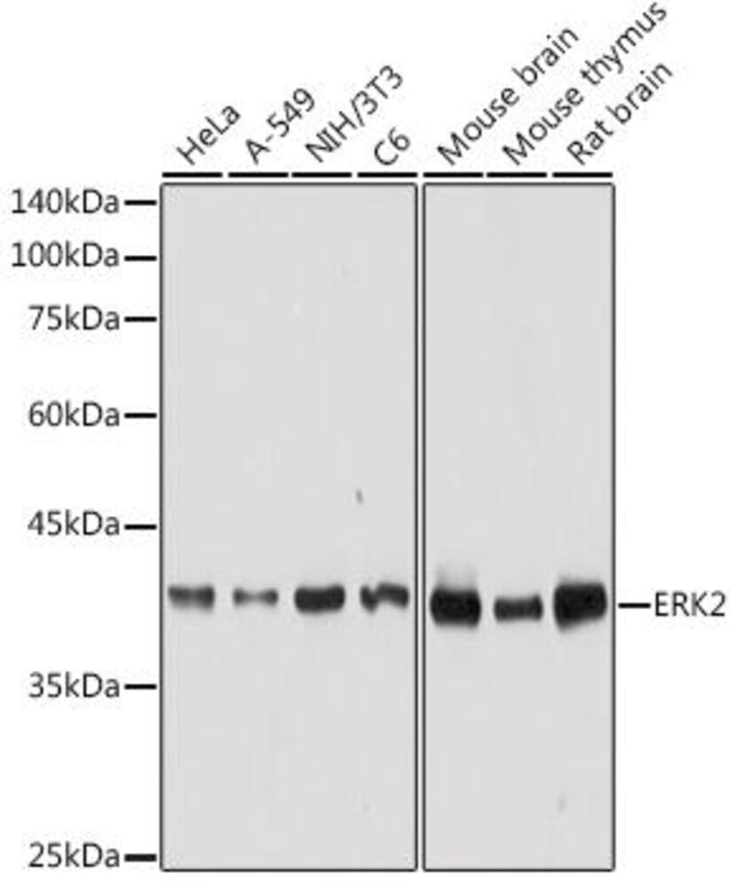 Anti-ERK2 Antibody, 100 µl - Luminix Health