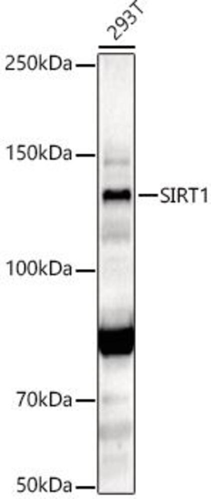 Anti-SIRT1 Antibody, Density (D) 1 g/cm³, Storage temp. +4 °C - Luminix Health