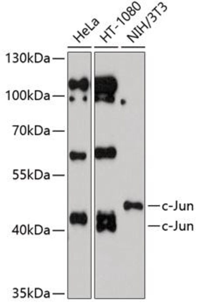 Anti-c-Jun Antibody, 100 µl - Luminix Health