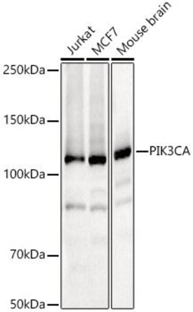 Anti-PIK3CA Antib, 100 µl - Luminix Health