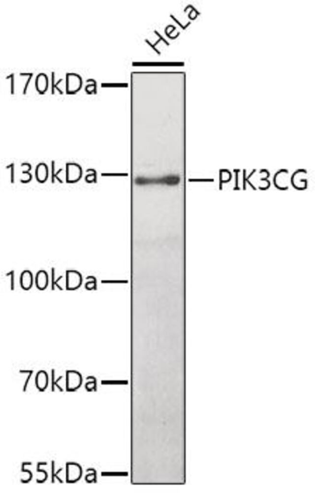 Anti-PI3K-gamma Antibody, 100 µl - Luminix Health