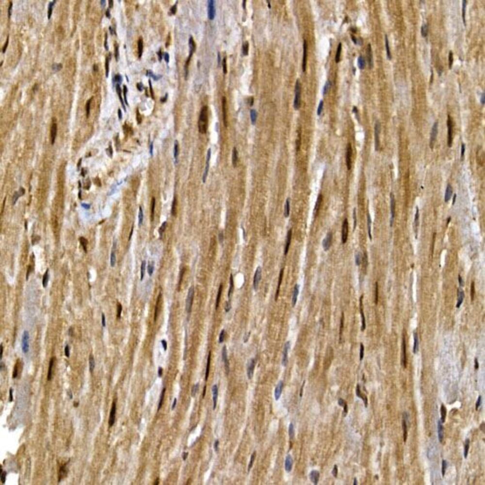 Anti-PPAR gamma Antibody, Density (D) 1 g/cm³, Storage temp. +4 °C - Luminix Health