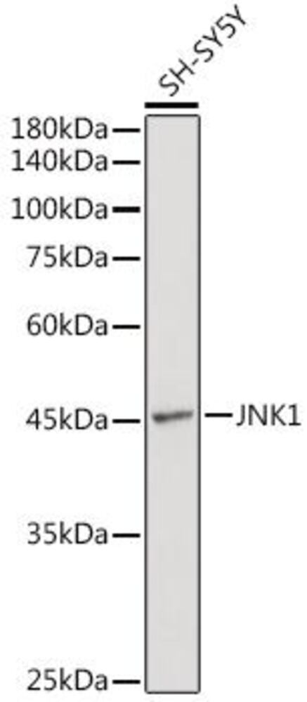 Anti-JNK1 Antibody, 100 µl - Luminix Health