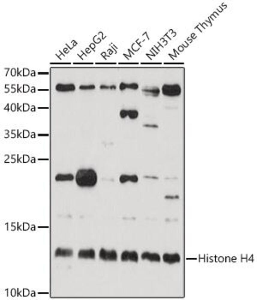 Anti-Histone H4 Antibody, 100 µl - Luminix Health