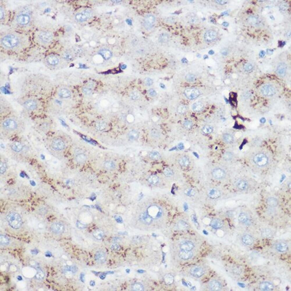 Anti-Heme Oxygenase 1 Antibody, 100 µl - Luminix Health