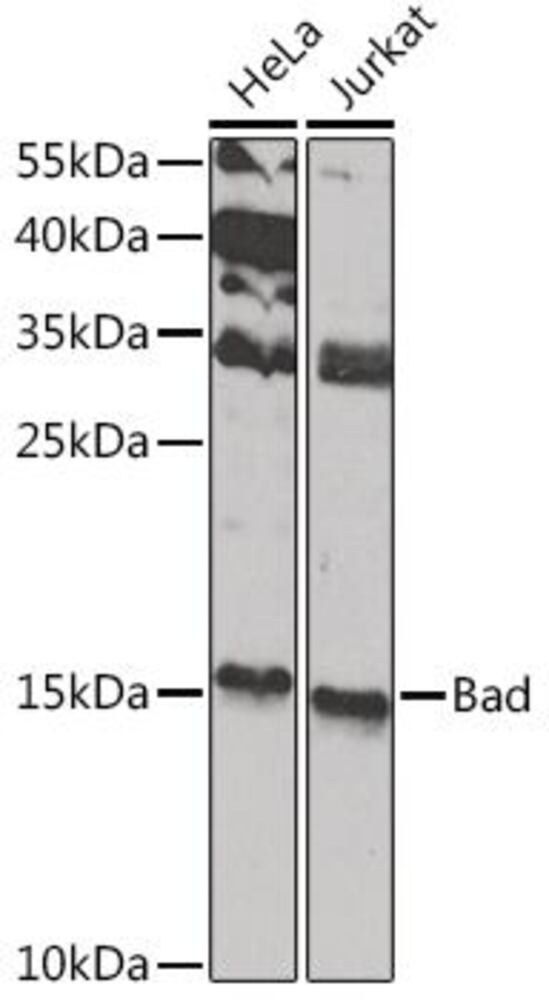 Anti-Bad Antibody, 100 µl - Luminix Health