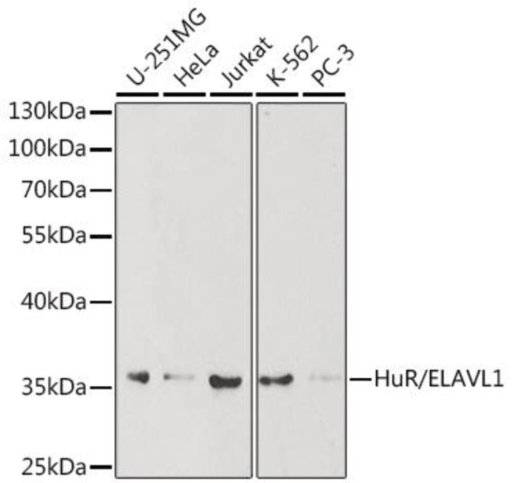 Anti-HuR / ELAVL1 Antibody, 100 µl - Luminix Health