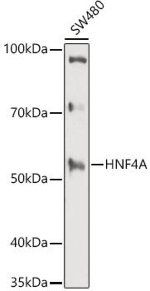 Anti-HNF-4-alpha Antibody, 100 µl - Luminix Health