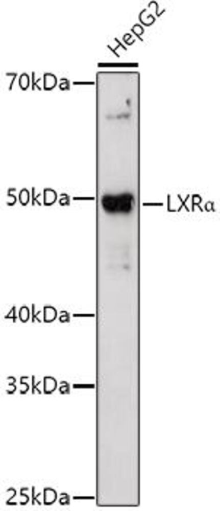 Anti-LXR alpha Antibody, 100 µl - Luminix Health