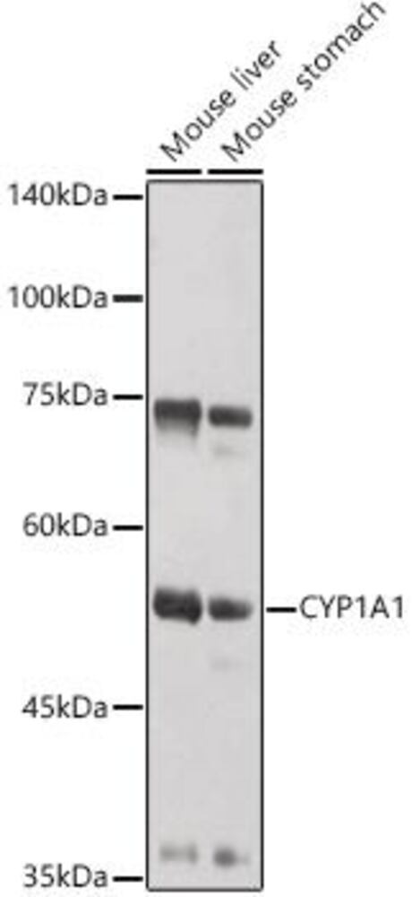Anti-CYP1A1 Antibody, 100 µl - Luminix Health