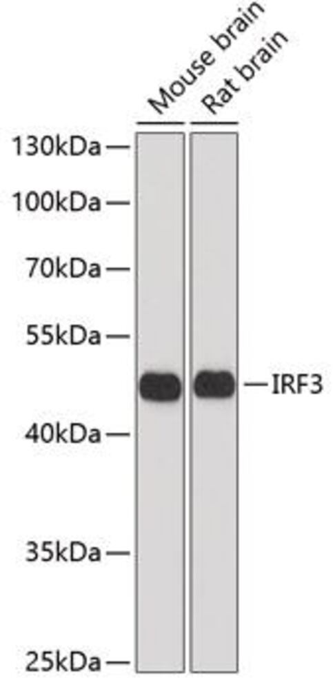 Anti-IRF3 Antibody, 100 µl - Luminix Health