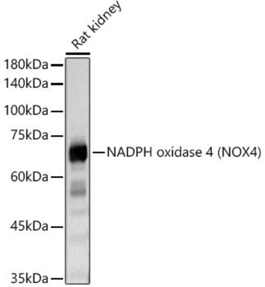 Anti-NADPH oxidase 4 Antibody, Density (D) 1 g/cm³, Storage temp. +4 °C - Luminix Health