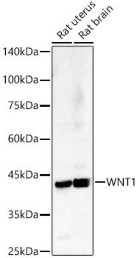 Anti-Wnt1 Antibody, 100 µl - Luminix Health