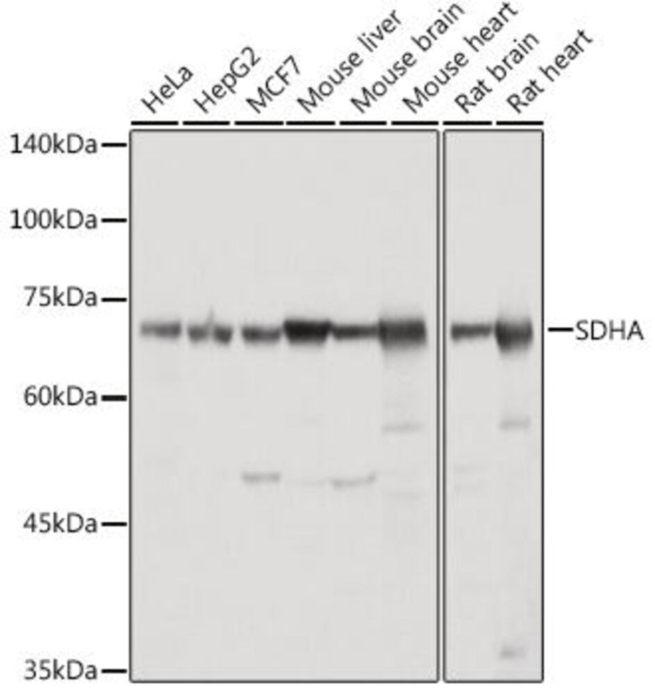 Anti-SDHA Antibody, 100 µl - Luminix Health