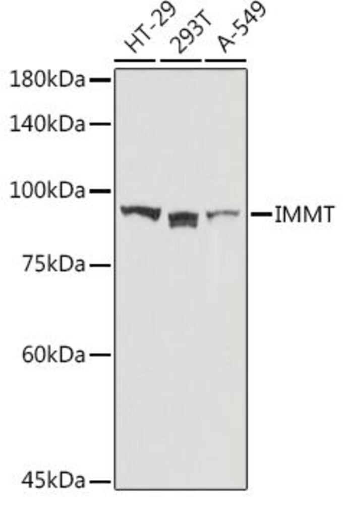 Anti-Mitofilin Antibody, 100 µl - Luminix Health
