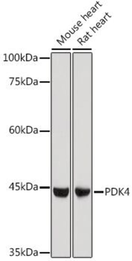 Anti-PDK4 Antibody, 100 µl - Luminix Health
