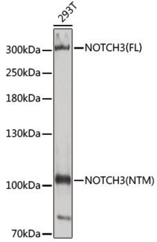 Anti-NOTCH3 Antibody, 100 µl - Luminix Health