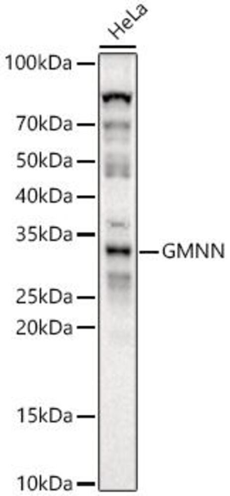 Anti-Geminin Antibody, 100 µl - Luminix Health