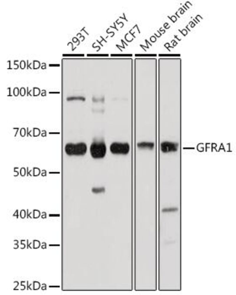 A-GDNF Receptor a1/GFRA1 Antib, 100 µl - Luminix Health