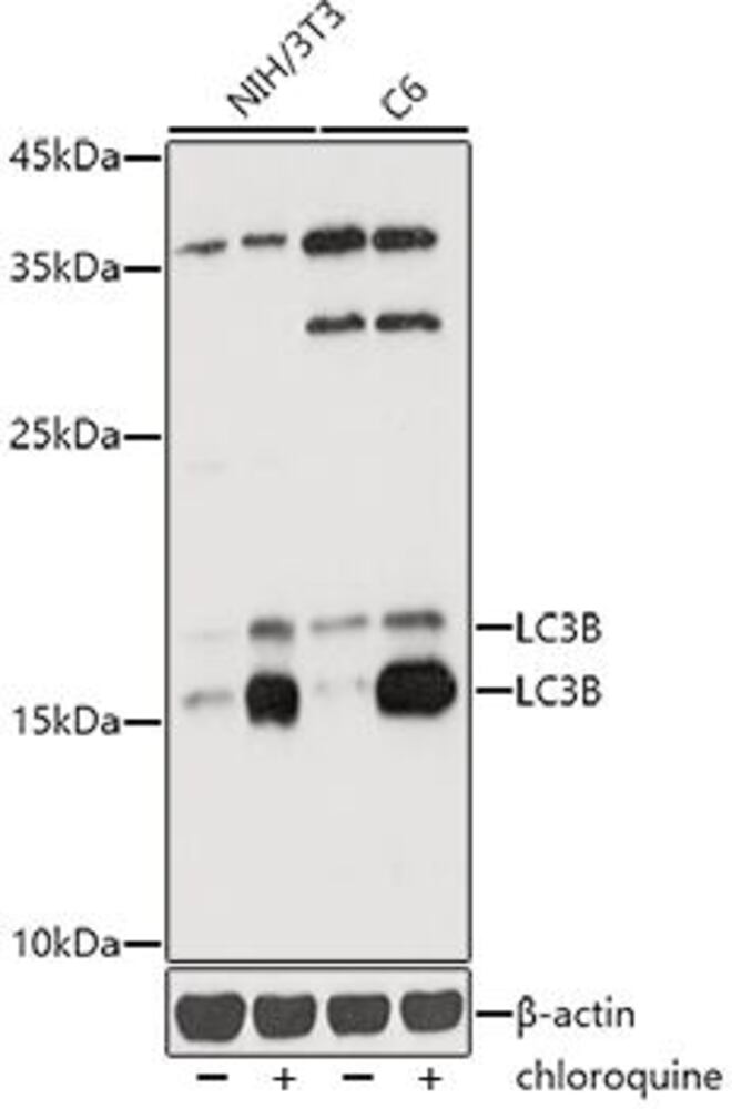 Anti-LC3B Antibody, 100 µl - Luminix Health