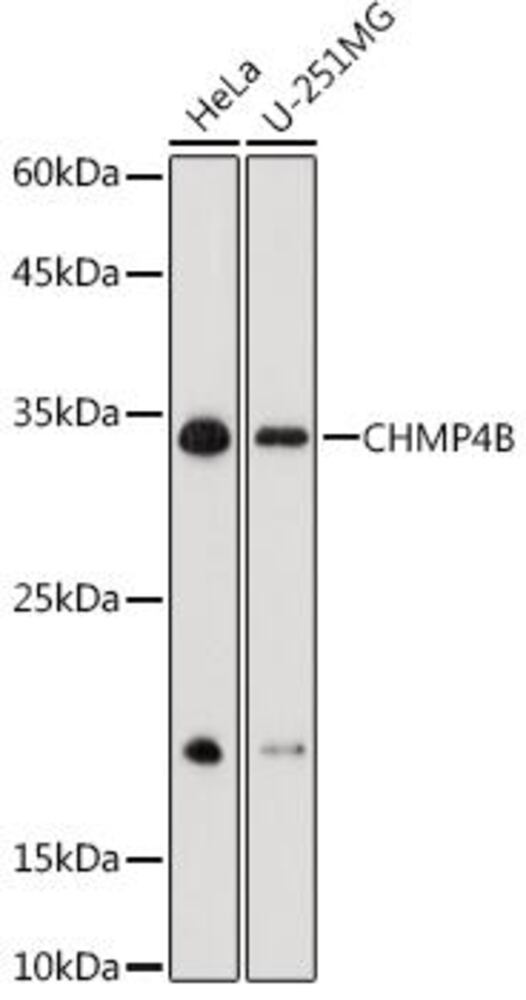 Anti-CHMP4B Antibody, 100 µl - Luminix Health