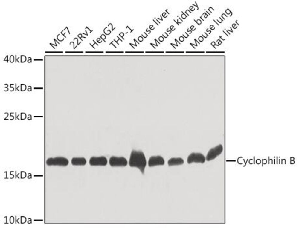 Anti-Cyclophilin B Antibody, 100 µl - Luminix Health