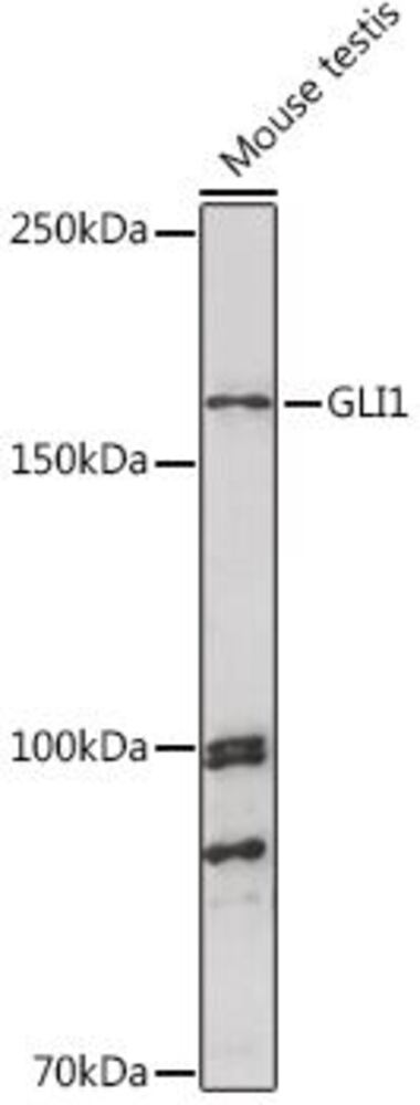 Anti-Gli1 Antibody, Density (D) 1 g/cm³, Storage temp. +4 °C - Luminix Health