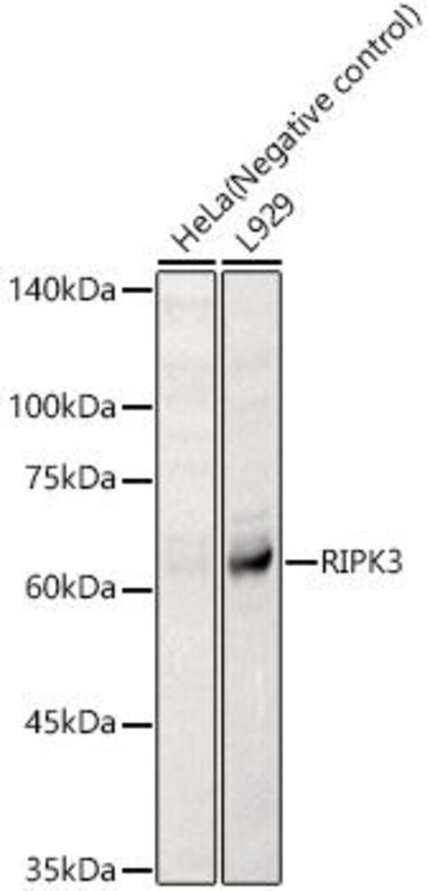 Anti-RIP3 Antibody, 100 µl - Luminix Health