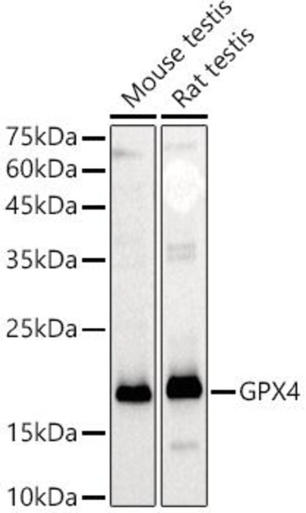 Anti-Glutathione Peroxidase 4 Antibody, Density (D) 1 g/cm³, Storage temp. +4 °C - Luminix Health