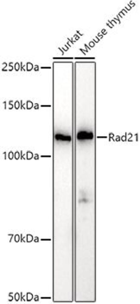 Anti-Rad21 Antibody, 100 µl - Luminix Health